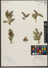 Foto von Salix L.